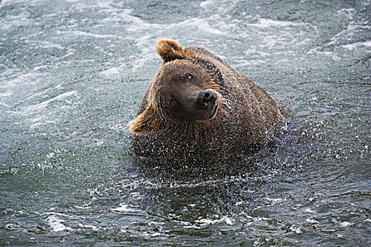 棕熊,过度,水,捕鱼,卡特麦国家公园,阿拉斯加,美国