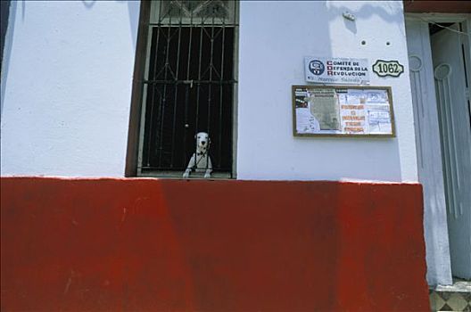 古巴,哈瓦那,建筑,防护,狗,后面,窗,墙壁