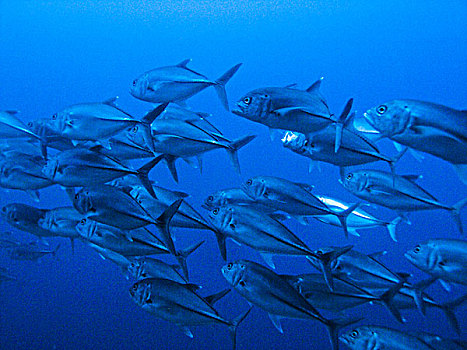 鱼群,圆齿状,鲨鱼,路氏双髻鲨,水下,岛屿,哥斯达黎加