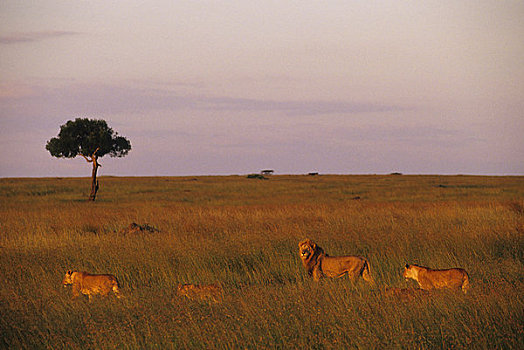 肯尼亚,马赛马拉,走,草,猎捕,食物,晚间,阳光