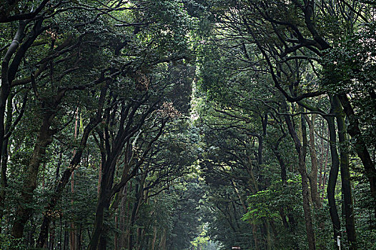 密集,树林,日本,分开,小路