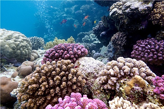 珊瑚礁,紫色,珊瑚,热带,海洋,水下