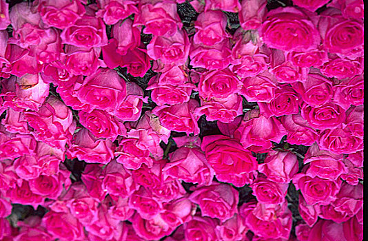 特写,排列,粉色,玫瑰