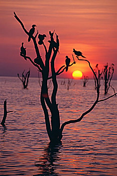 鸟,树上,卡里巴湖,日落
