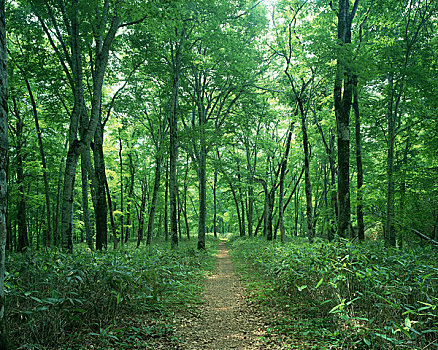 山毛榉,林道