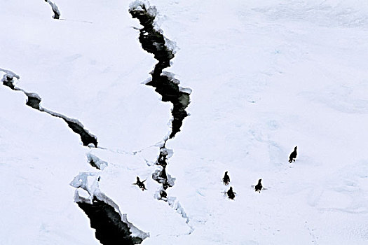 南极,威德尔海,浮冰,阿德利企鹅