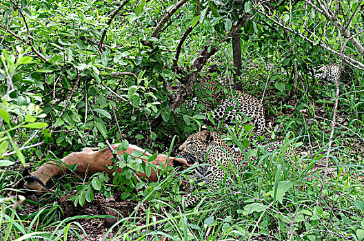 豹,母亲,幼兽,杀,博茨瓦纳
