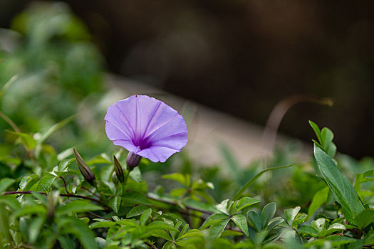 牵牛花特写