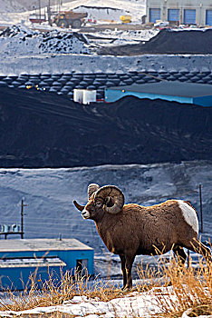 大角羊,靠近,煤矿,加工厂,山麓,落基山脉,艾伯塔省,加拿大