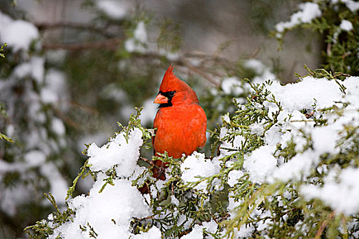 主红雀,雄性,桧属植物,冬天,伊利诺斯,美国