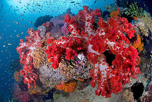 彩色,珊瑚礁,软珊瑚,石头,珊瑚,岛屿,四王群岛,伊里安查亚省,印度尼西亚,亚洲