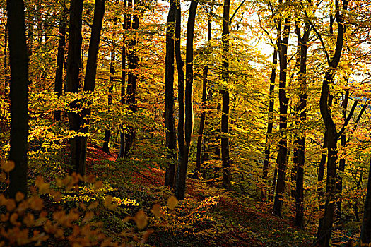 欧洲山毛榉,树林,叶子,普拉蒂纳特,巴伐利亚,德国