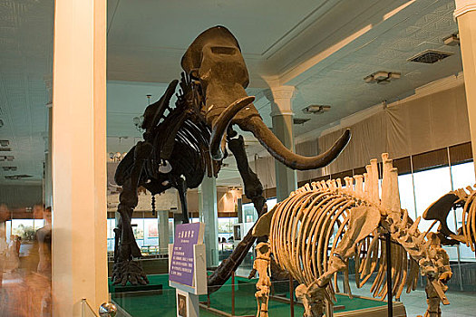 内蒙古博物馆猛犸象化石