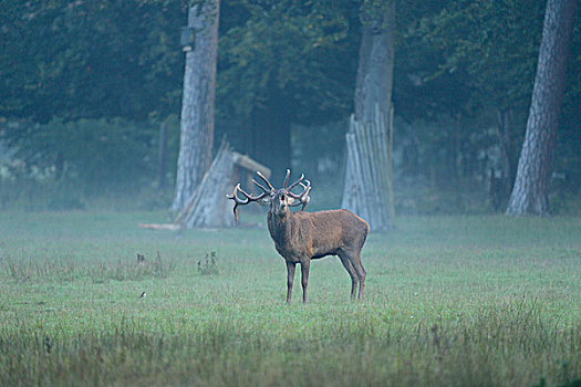 赤鹿,鹿属,鹿,雄性,叫,雾状,早晨
