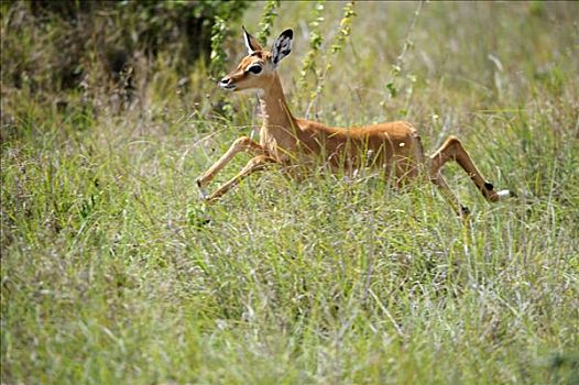 黑斑羚,幼兽,跳跃,内罗毕国家公园,肯尼亚,东非,非洲