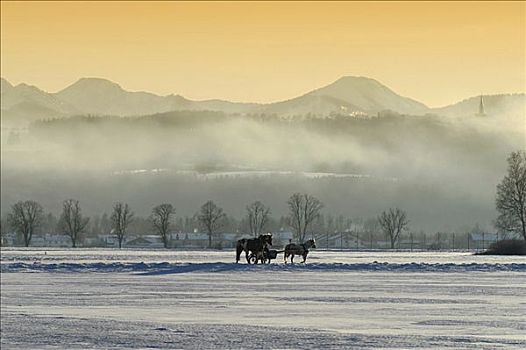马车,乘,冬天,上巴伐利亚,巴伐利亚,德国