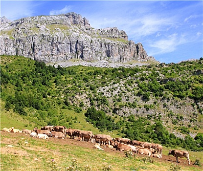 顶峰,比利牛斯山脉,母牛,牛,山谷