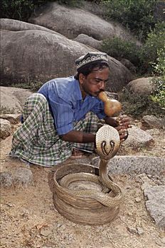 眼镜蛇,耍蛇,印度