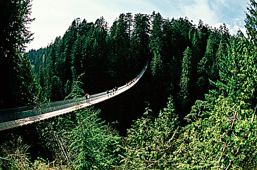吊桥,上方,卡毕兰诺,峡谷,北温哥华,不列颠哥伦比亚省,加拿大