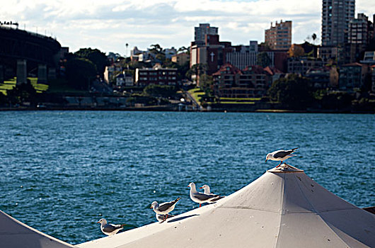 悉尼市区,悉尼歌剧院码头