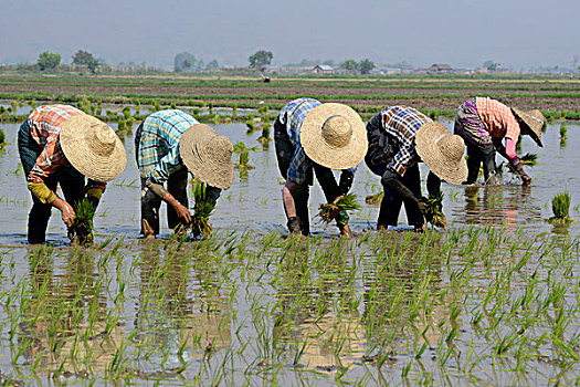 亚洲,缅甸,稻田