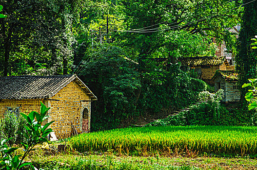 森林与小屋