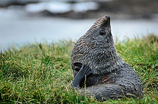 新西兰海狮,幼仔,躺着,草,挠,鳍足,南岛,新西兰,大洋洲
