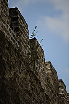 草根城墙
