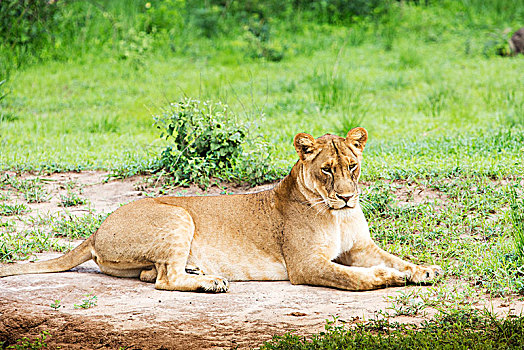 狮子,秋天,国家公园,乌干达