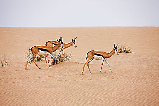 跳羚,纳米布沙漠,纳米比亚