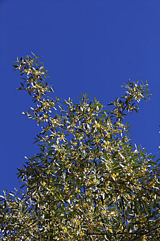 盛花期的沙枣树