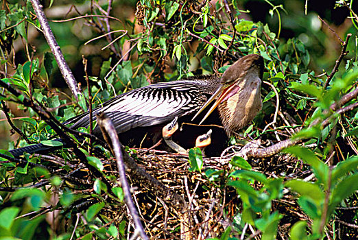 美洲蛇鸟,大沼泽地国家公园,美国