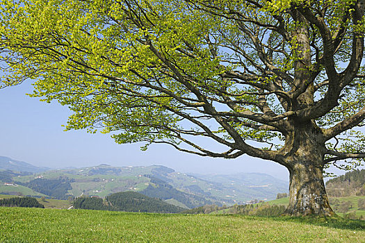 山毛榉树,下奥地利州,奥地利