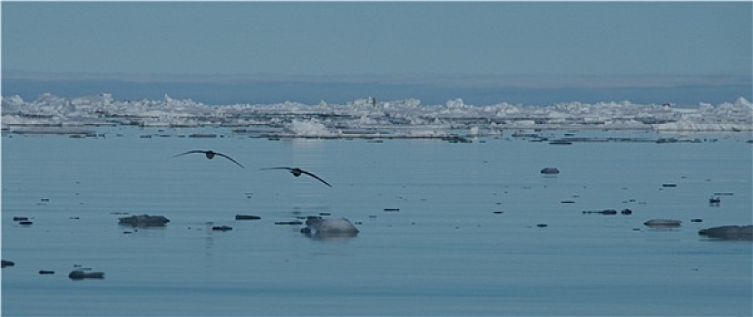 两个,海鸥,剪影,上方,北极,海冰