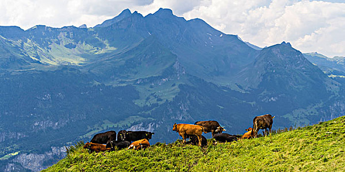 牧群,母牛,阿尔卑斯草甸