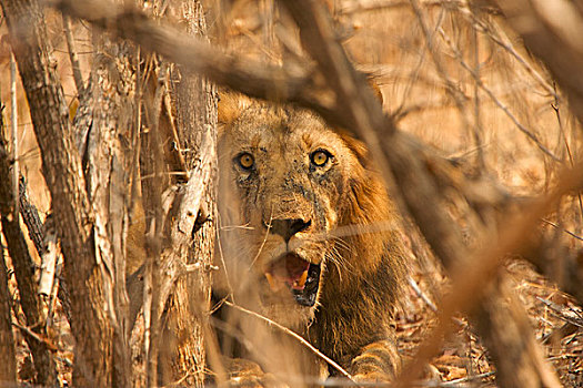 雄性,狮子,隐藏,国家公园,津巴布韦