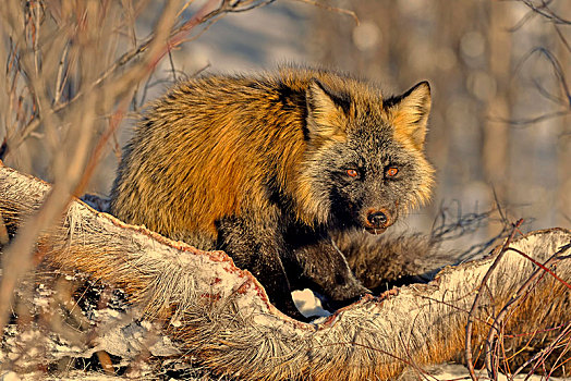 狐属,冬天,畜体,驼鹿,固定,环境,育空地区,加拿大,北美