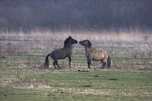 野马,马,一对,争斗,自然保护区,荷兰
