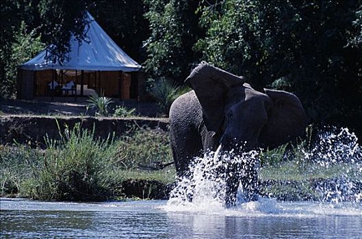 赞比亚,赞比西河下游国家公园,愤怒,大象,水道,旁侧,露营,一个,背景