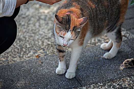 台湾观光景点猴硐猫村,猫村小路上的可爱的猫猫