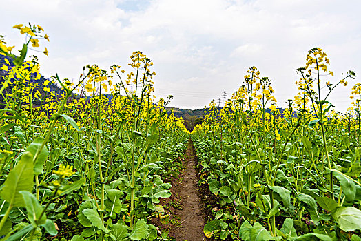 田园风光油菜花