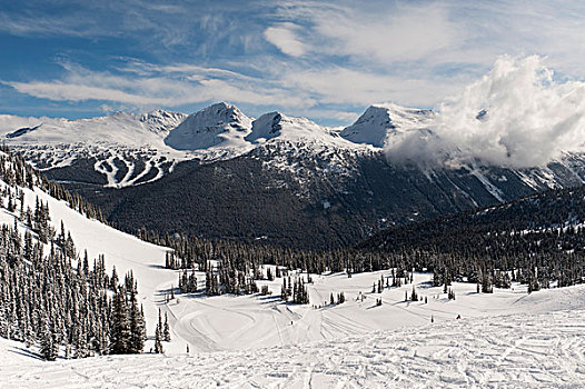 滑雪轨迹,雪地,海岸,山峦,不列颠哥伦比亚省,加拿大