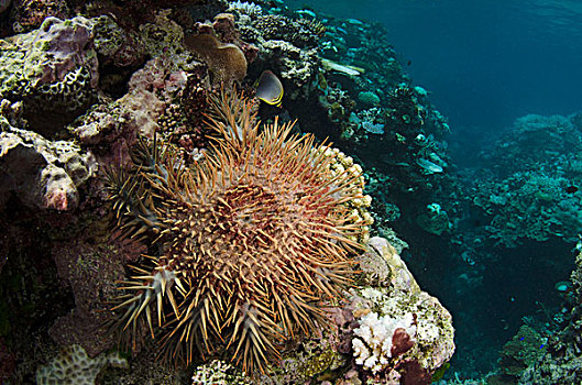 海星,珊瑚,礁石,斐济,罐,损坏,珊瑚礁
