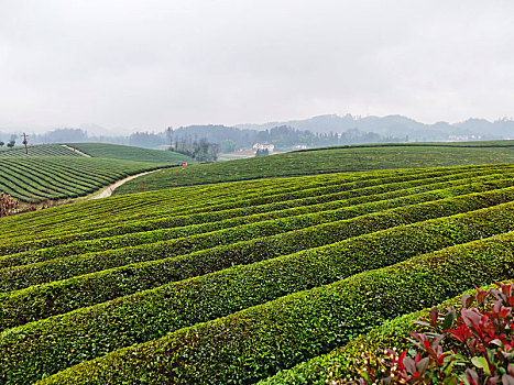 贵州湄潭,万亩茶海给大自然披上绿色地毯