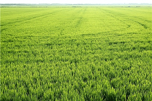 稻田,绿色,草地,西班牙