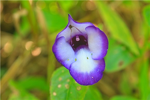 紫罗兰,花,凤仙花属植物