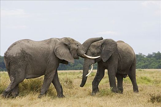 非洲象,雄性动物,争斗,马赛马拉,肯尼亚
