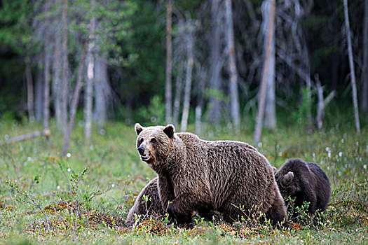 褐色,熊,两个,幼兽,芬兰,湿地,卡瑞里亚,东方,欧洲