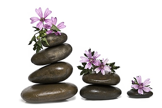 紫红色,花,禅,平衡,石头