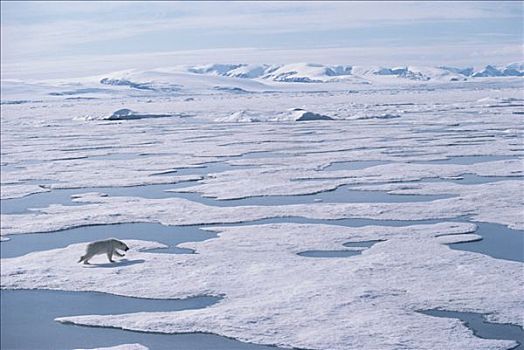 北极熊,融化,冰,风景,艾利斯摩尔岛,加拿大